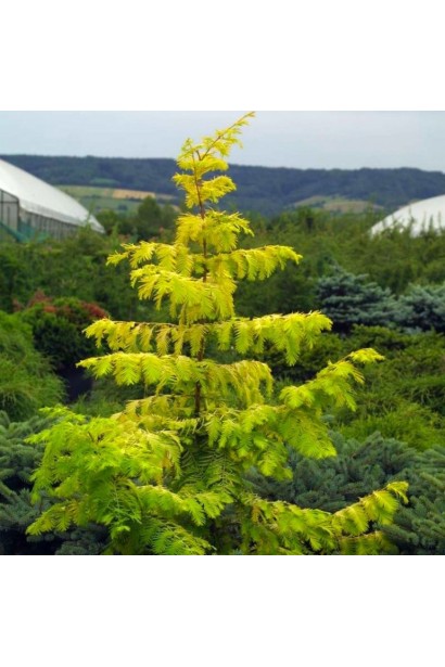  Листяна хвойна рослина з золотистою хвоєю